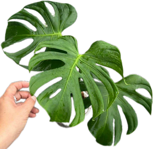 Monstera deliciosa “Tattoo” – Rare Collector’s Plant