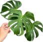 Monstera deliciosa “Tattoo” – Rare Collector’s Plant