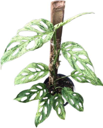 Monstera Laniata Mottled