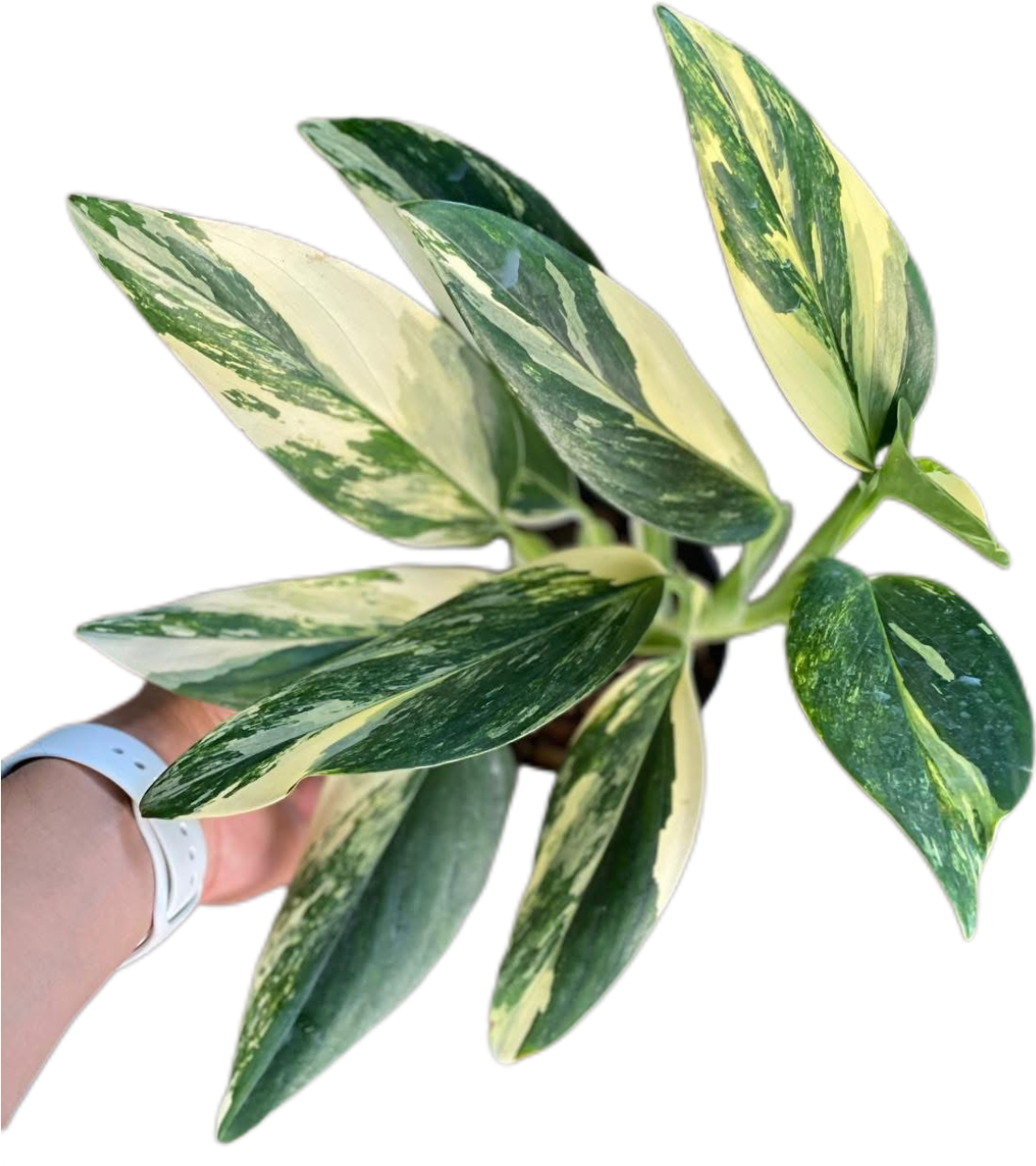 Monstera Stanleyana Aurea Variegated