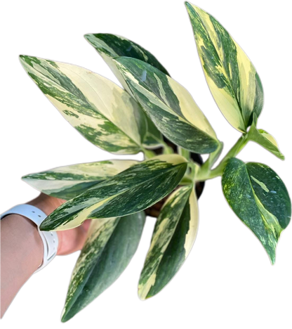 Monstera Stanleyana Aurea Variegated