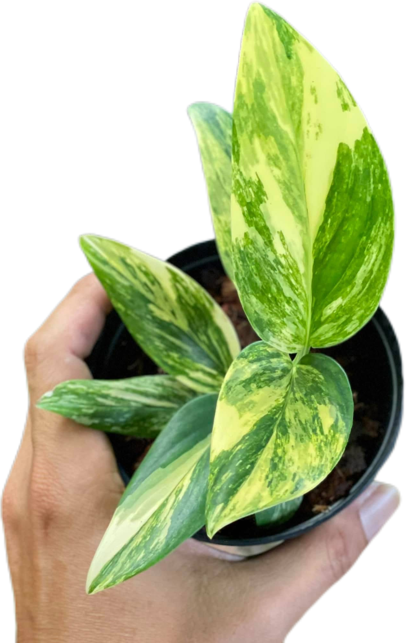 Monstera Stanleyana Aurea Variegated