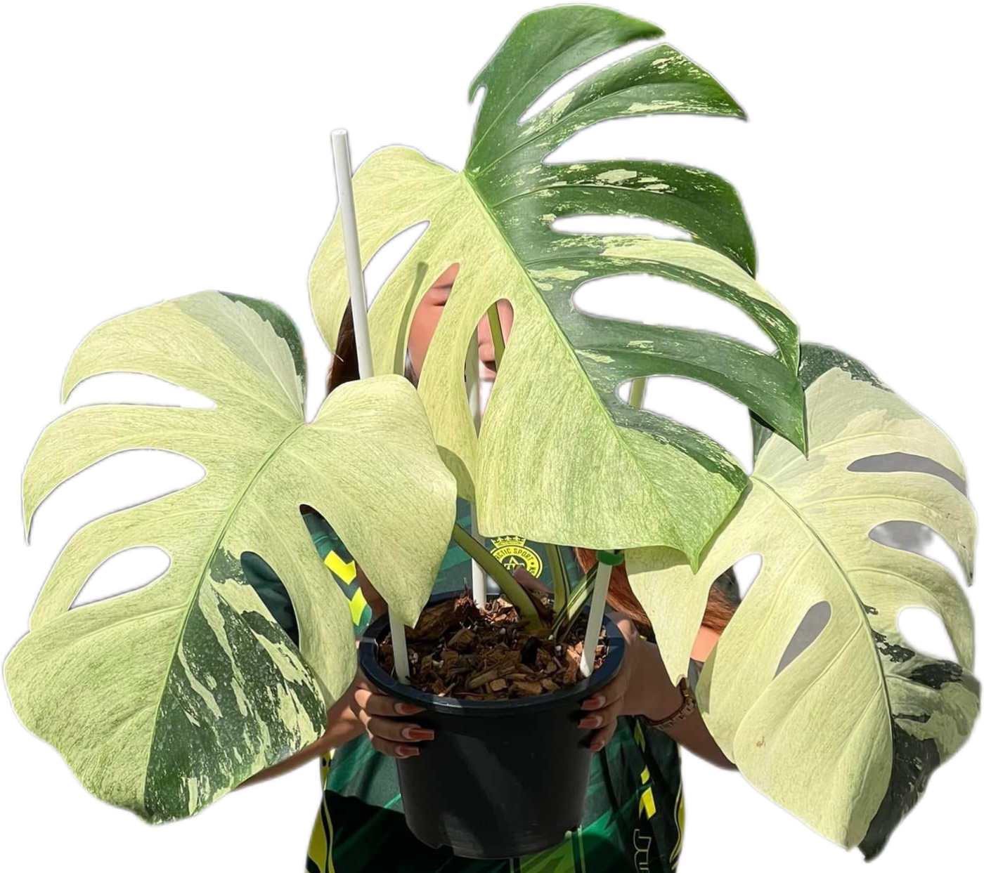 Monstera Deli x Borsi Mint NOID