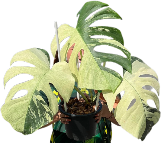 Monstera Deli x Borsi Mint NOID