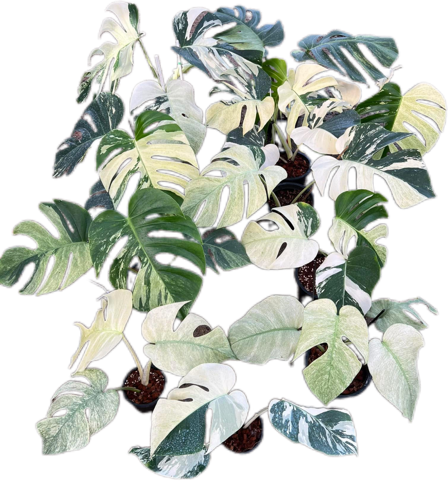 Monstera Deli x Borsi Mint NOID