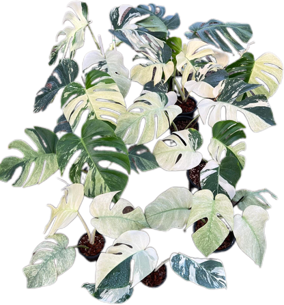 Monstera Deli x Borsi Mint NOID