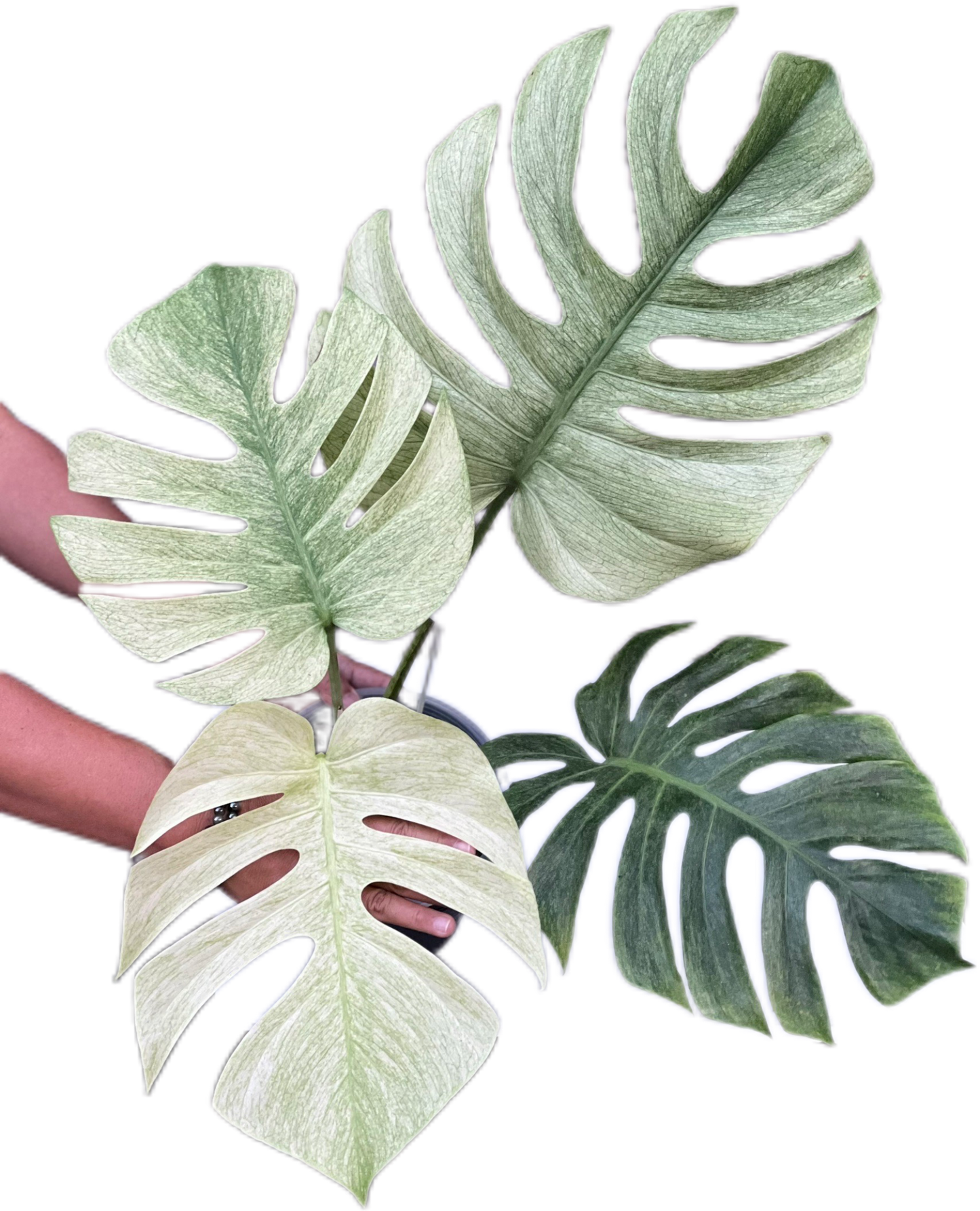 Monstera Deliciosa x Borsigeana Full Mint