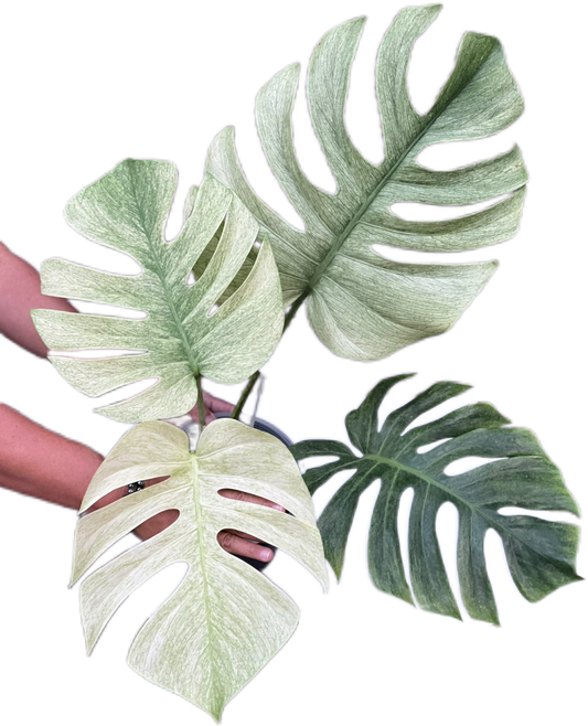 Monstera Deliciosa x Borsigeana Full Mint