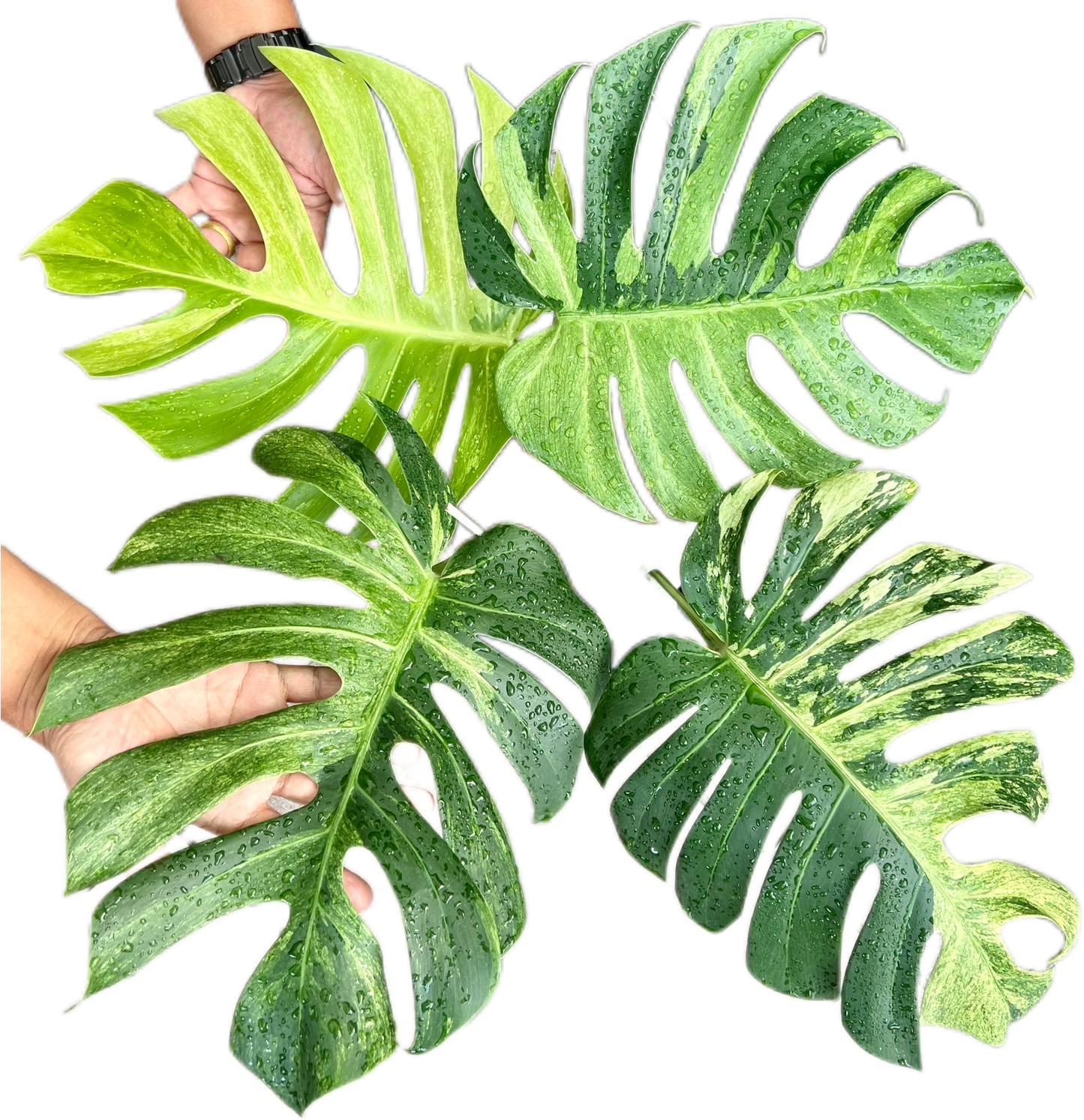 Monstera Deliciosa x Borsigeana Mint