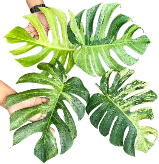 Monstera Deliciosa x Borsigeana Mint