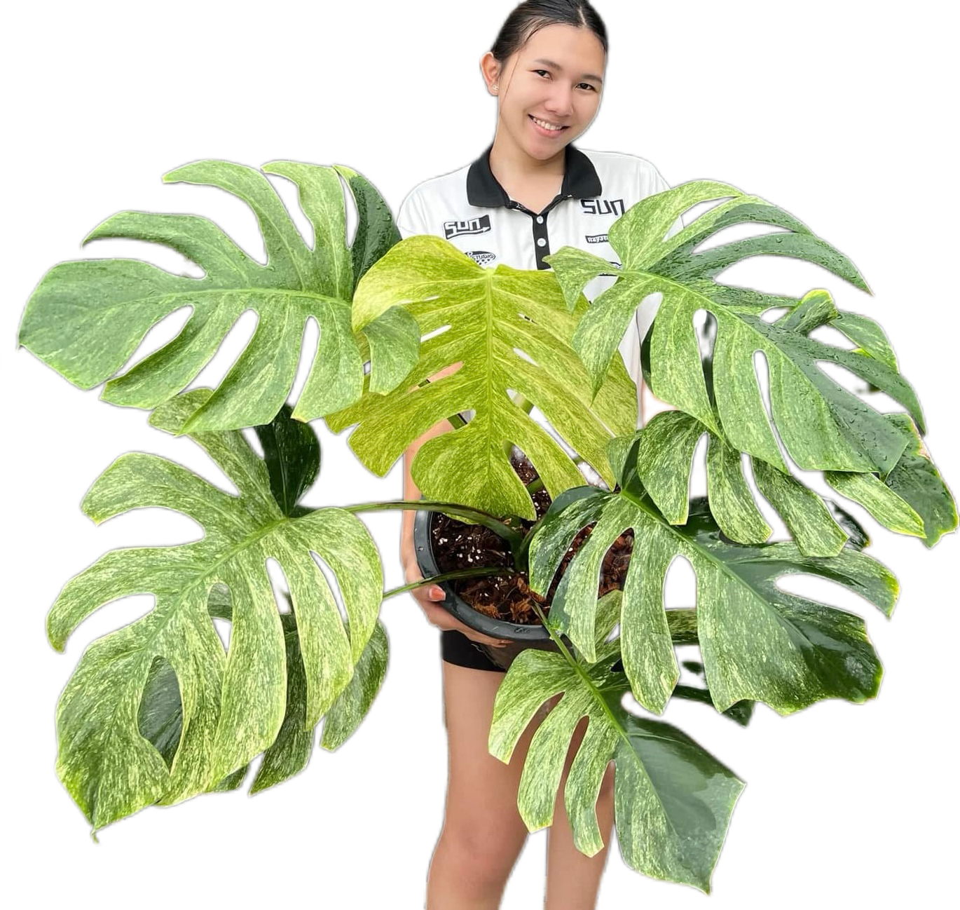 The Monstera Borsigiana Mint Big Mature Whole Plant