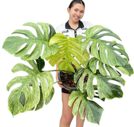 The Monstera Borsigiana Mint Big Mature Whole Plant