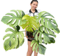 The Monstera Borsigiana Mint Big Mature Whole Plant