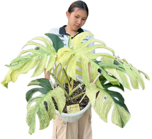 Monstera Borsigiana Mint Big Mature Whole Plant