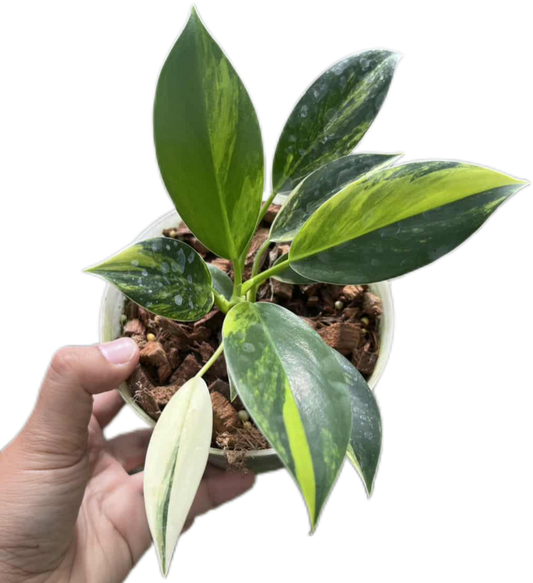 Philodendron ‘Green Princess’ Variegated Wholesale Set of 3 Plants