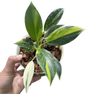 Philodendron ‘Green Princess’ Variegated Wholesale Set of 3 Plants