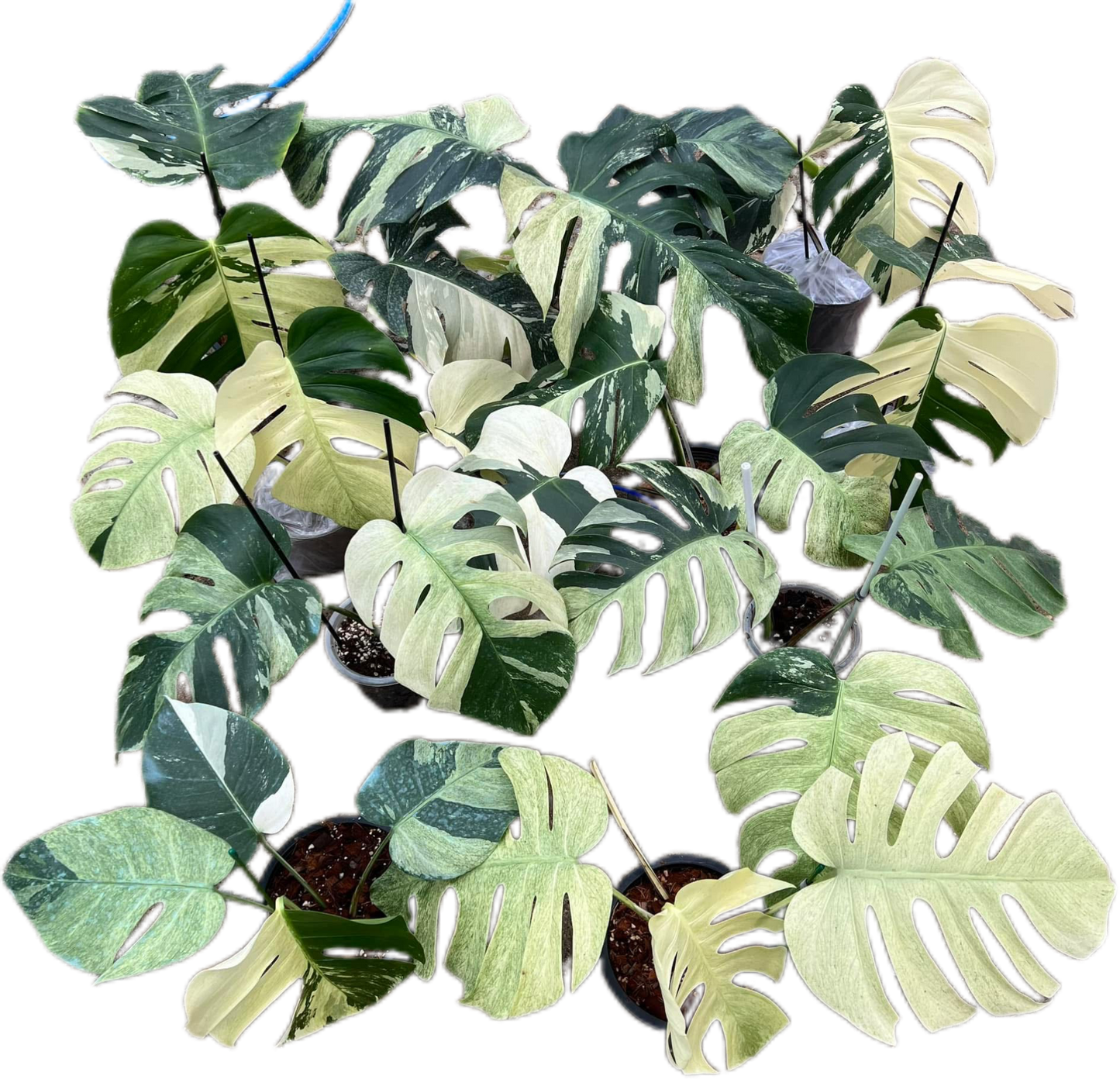 Monstera Borsigiana Mint Big Mature - Bundle of 10 Plants