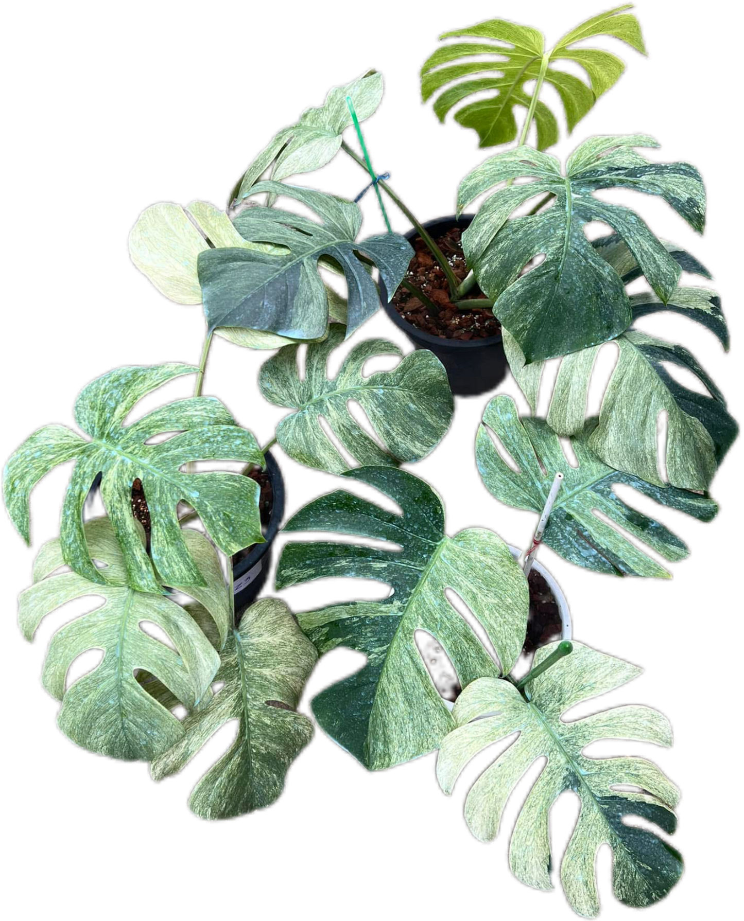 Monstera Borsigiana Mint Big Mature - Bundle of 10 Plants