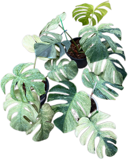 Monstera Borsigiana Mint Big Mature - Bundle of 10 Plants