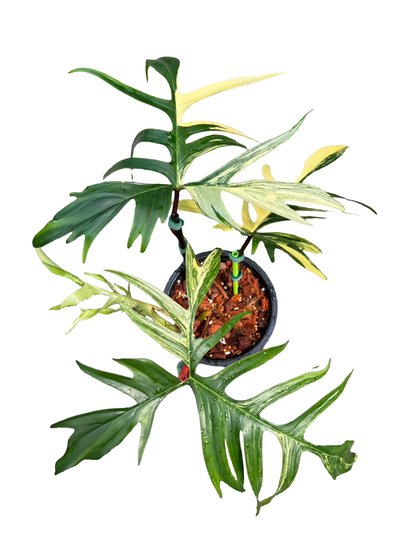 Philodendron Florida Beauty × Polypodioides Variegated