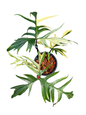 Philodendron Florida Beauty × Polypodioides Variegated