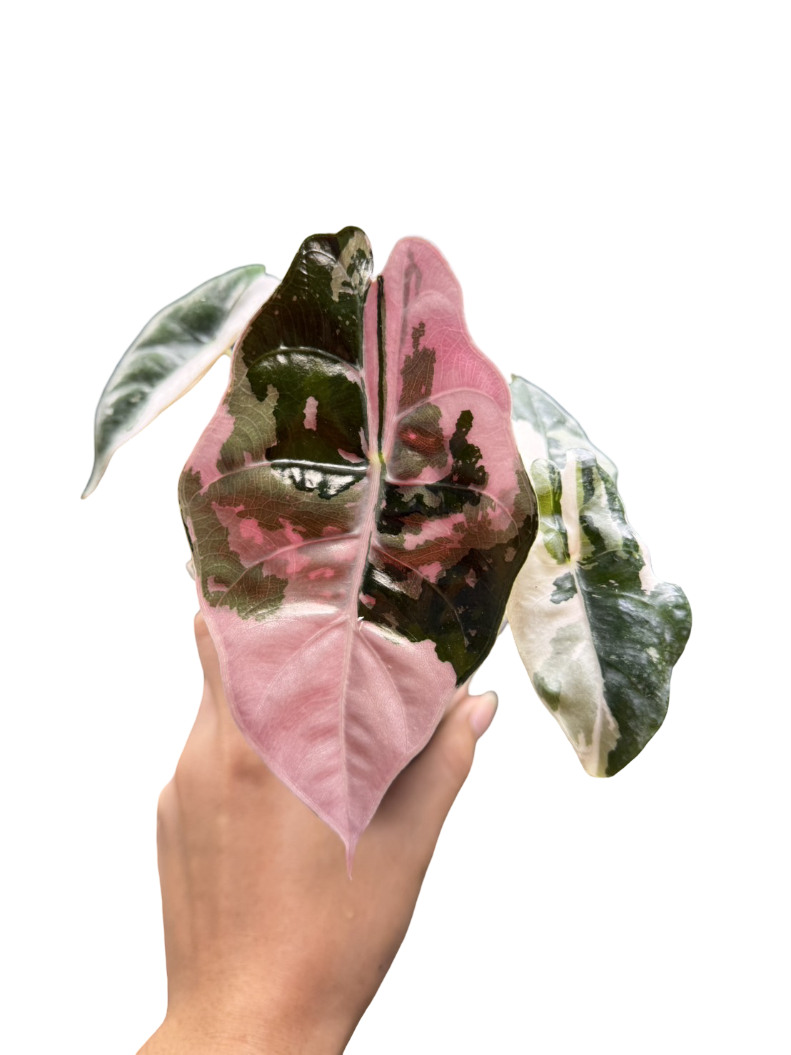 Alocasia Chantrieri Pink Variegated