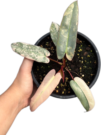 Rare Philodendron Atabapoense Pink Variegated