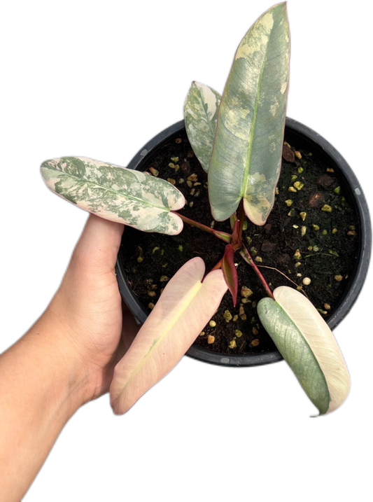 Rare Philodendron Atabapoense Pink Variegated