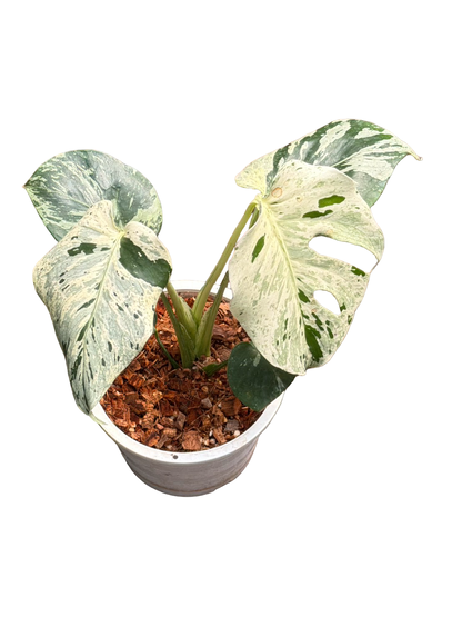 Monstera Deliciosa ‘Bulbasaur’ Variegated