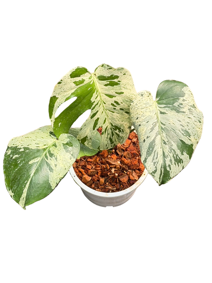 Monstera Deliciosa ‘Bulbasaur’ Variegated
