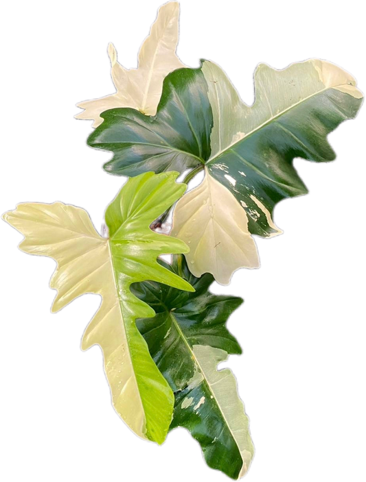 Philodendron Golden Dragon 3-4 Leaves Medium