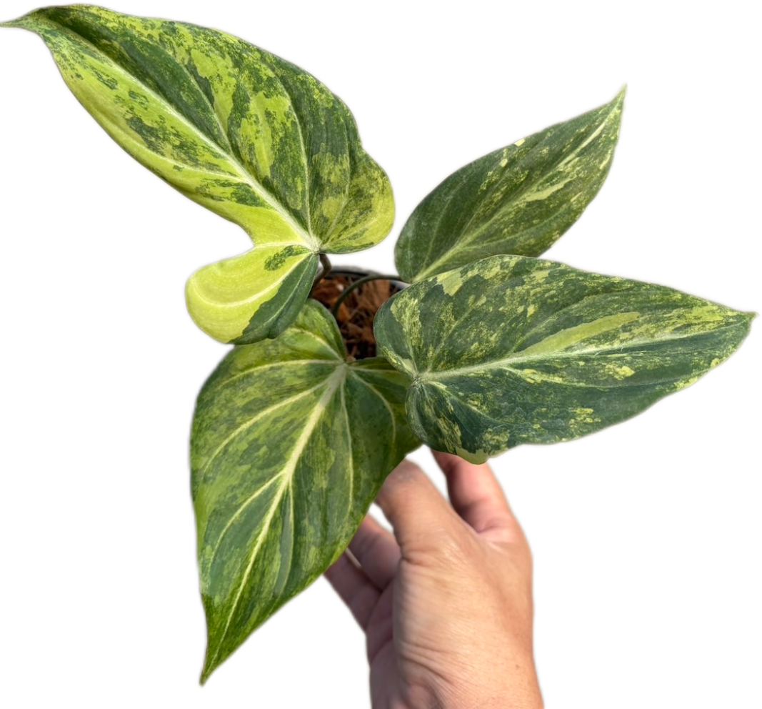 Philodendron Gloriosum Aurea Variegated