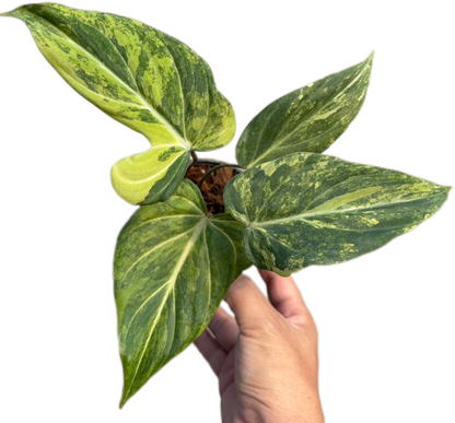 Philodendron Gloriosum Aurea Variegated