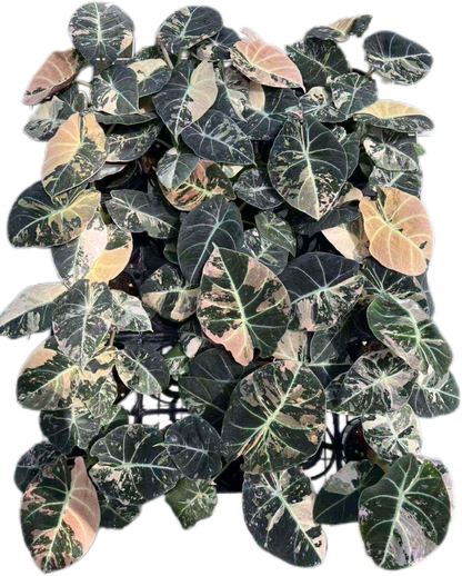 Alocasia Black Velvet Pink Variegated Set of 5 Plants (Big)
