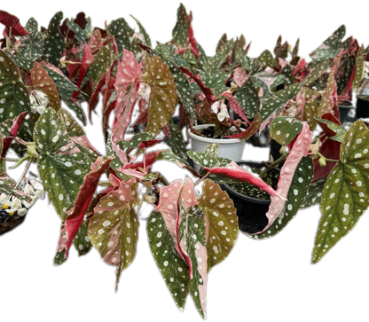 Begonia Maculata Pink Variegated