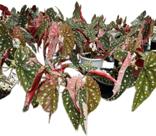 Begonia Maculata Pink Variegated