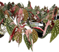 Begonia Maculata Pink Variegated
