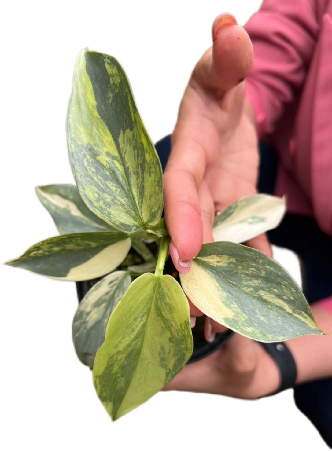 Philodendron Hastatum “Silver Sword” Variegated