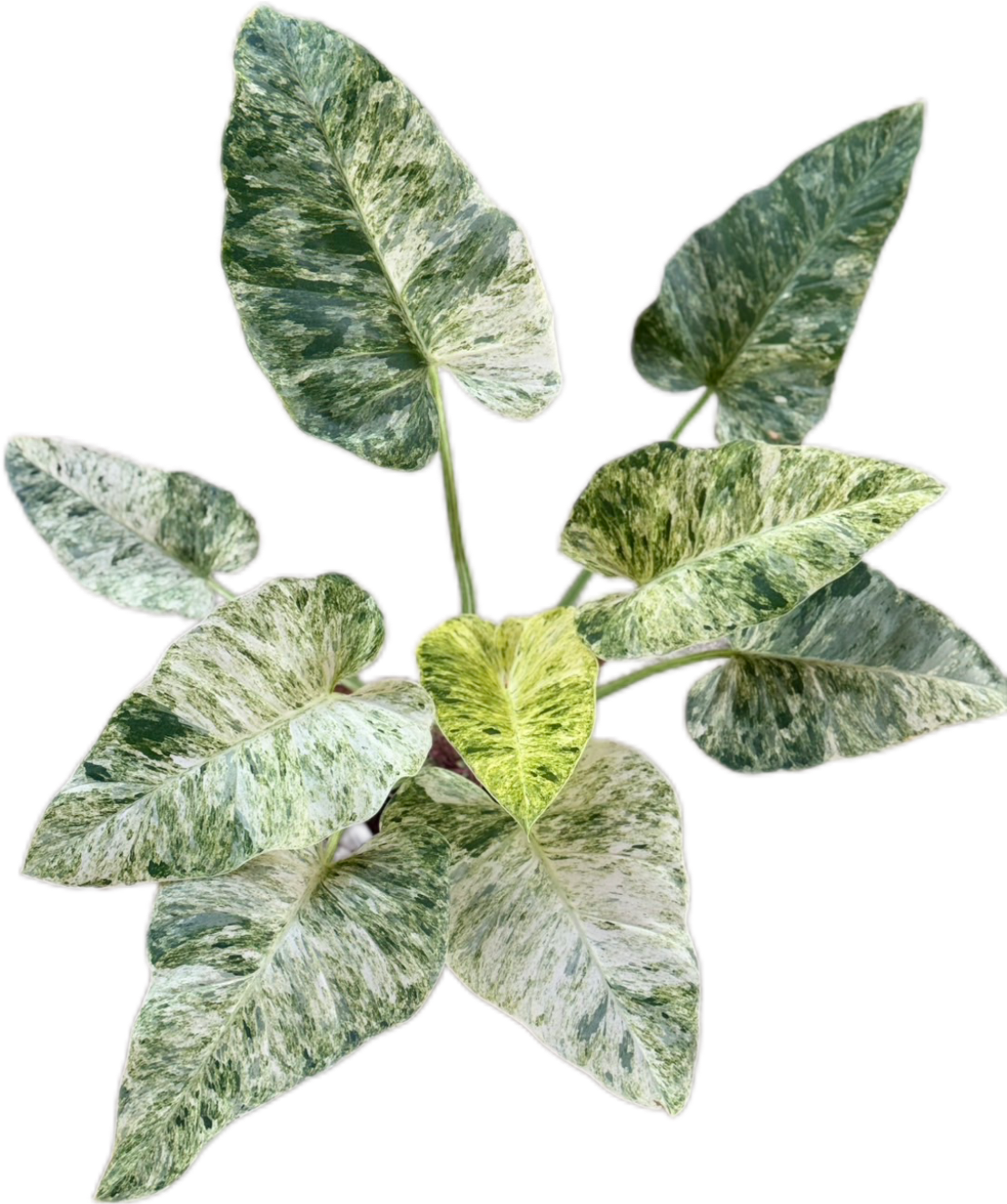 Philodendron Giganteum Blizzard Variegated