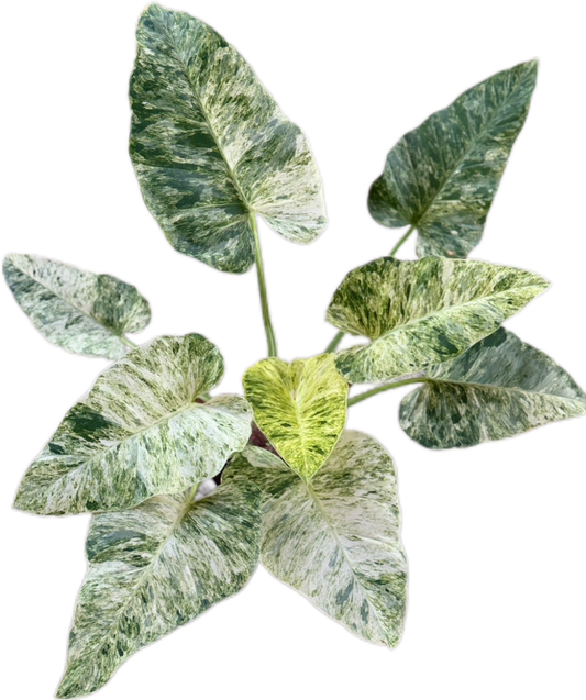 Philodendron Giganteum Blizzard Variegated