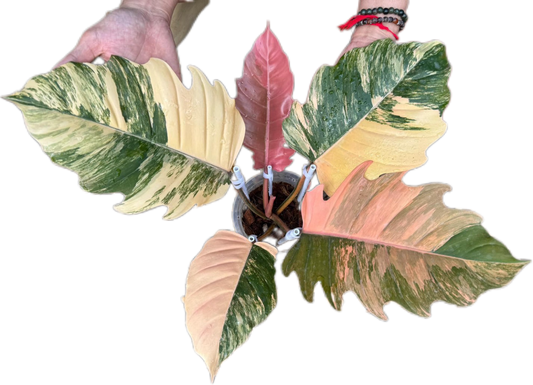 Philodendron Caramel Marble Variegated