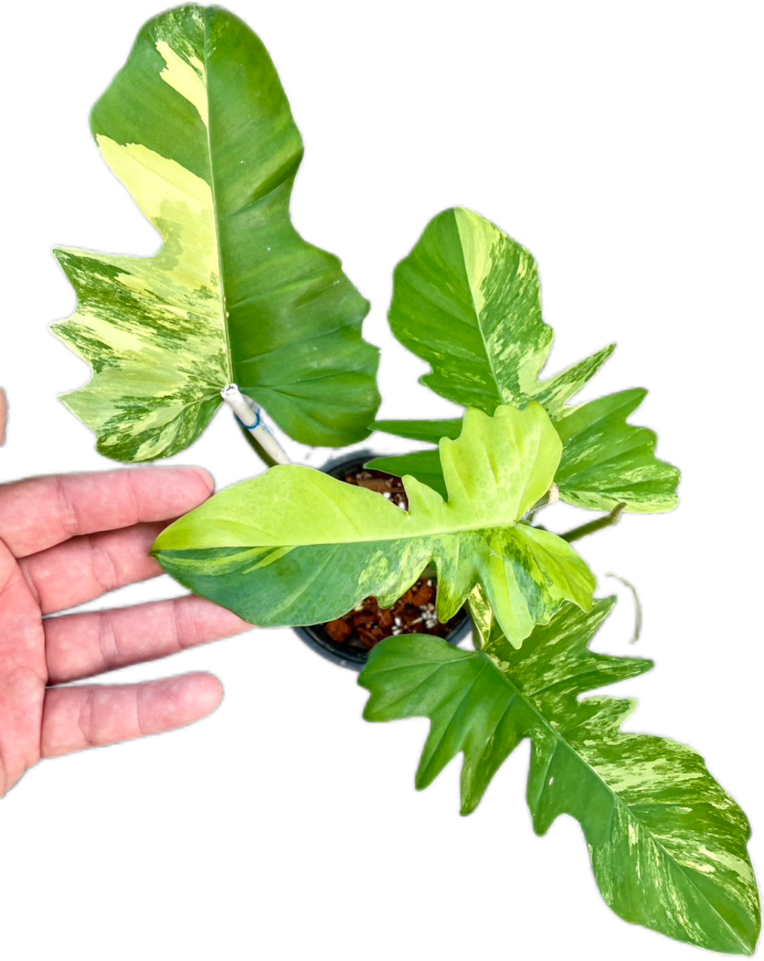 Philodendron Florida Beauty x Mayoi Hybrid Variegated