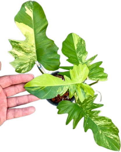 Philodendron Florida Beauty x Mayoi Hybrid Variegated