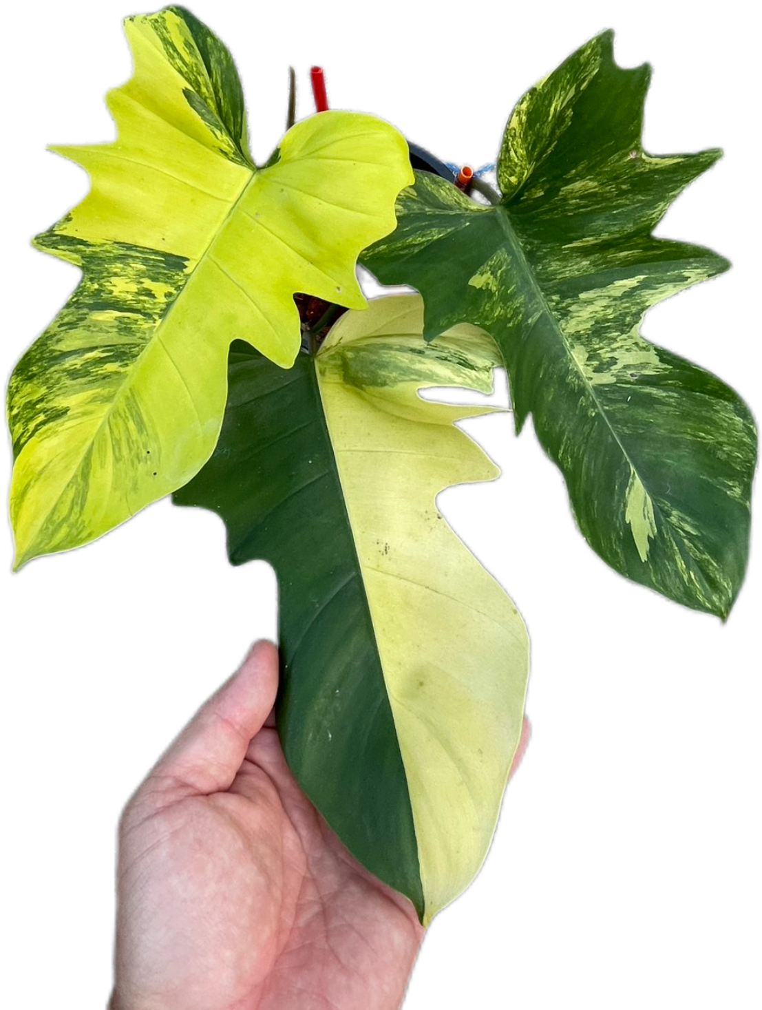 Philodendron Florida Beauty x Mayoi Hybrid Variegated