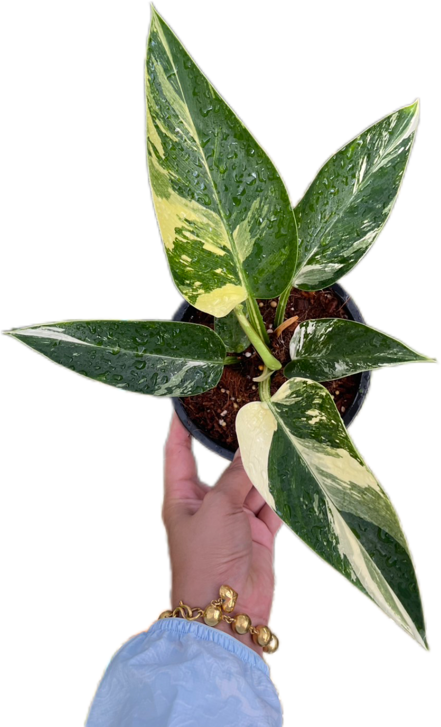 Philodendron Green Congo Variegated (Regular)