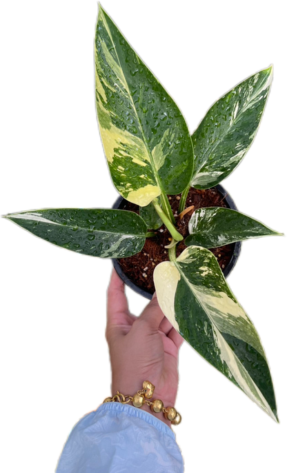 Philodendron Green Congo Variegated (Regular)