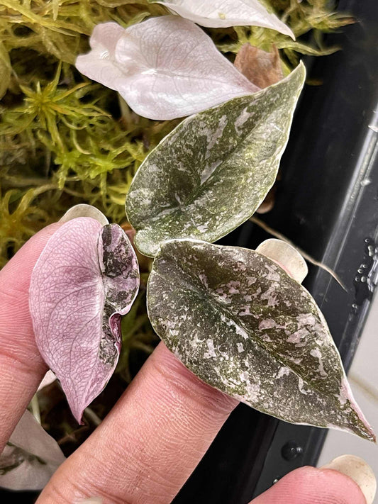 Alocasia Cuprea “Red Secret” Pink Variegated (Acclimated, 2-inch Pot)