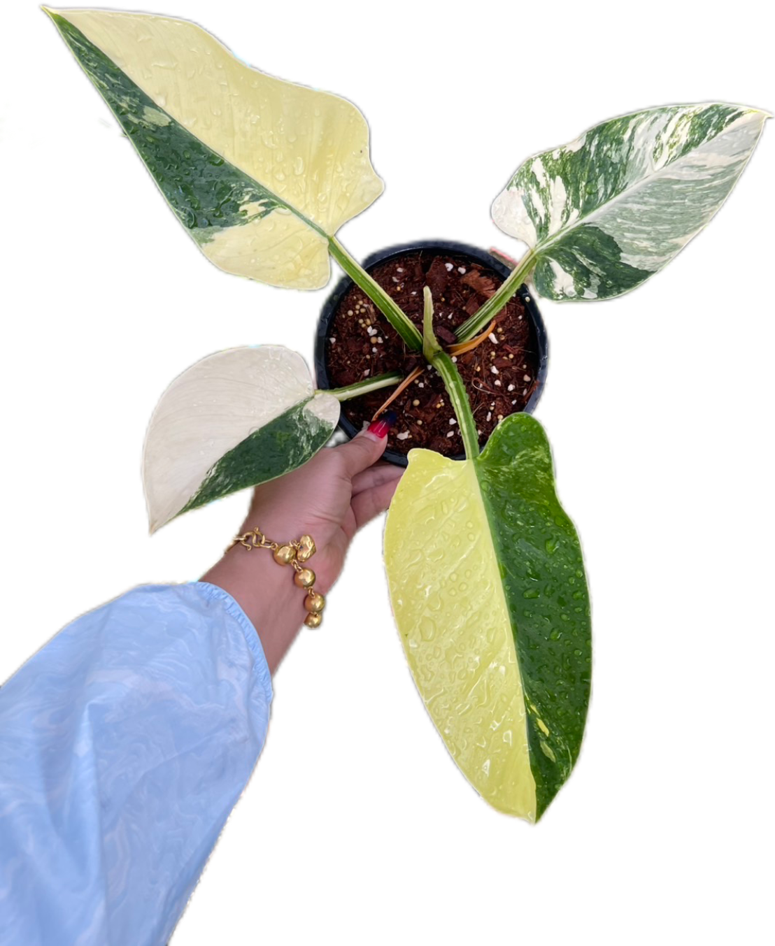 Philodendron Green Congo Variegated (Regular)