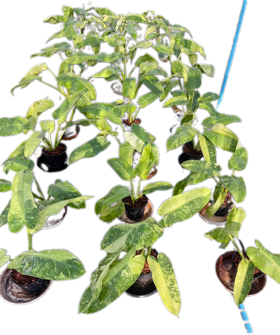 Set of 10 Philodendron Jose Buono Variegated - Rare Variegated Beauty