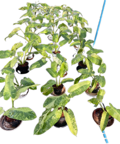 Set of 10 Philodendron Jose Buono Variegated - Rare Variegated Beauty